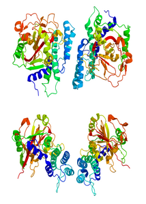 Poly(ADP-Ribose)-Polymerase 1