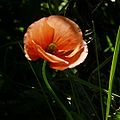 Saat-Mohn