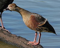 Plumed Whistling Duck