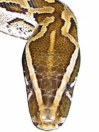 head of snake