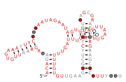 BTnc049 Secondary structure taken from the Rfam database. Family RF04179