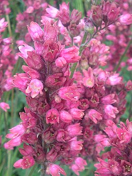 Vérvörös tűzeső (Heuchera sanguinea)