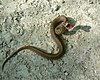 Brown snake