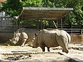 Breitmaulnashörner (Ceratotherium simum) (2012)