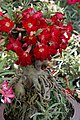 Adenium obesum