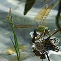 Königslibelle bei der Eiablage ♀