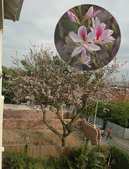 Virágzó lila orchideafa (Bauhinia variegata)