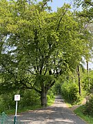 Mächtige Buche (410 cm Umfang) an der Ostseite der Sperrmauer