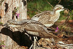 Pair of bush stone-curlews