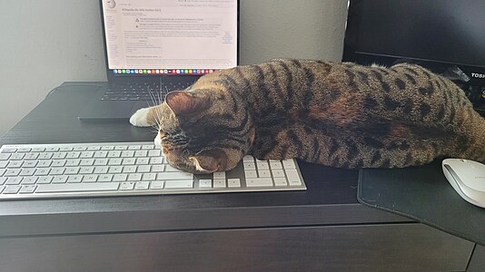 The chonker sleeping (she sleeps a lot) on my keyboard. Ironically I was looking at WP:LITTLEBROTHER, which states I should not blame anything that happens on my cat. For use on We All Make Mistakes