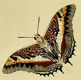 Charaxes castor