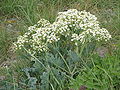 Crambe maritima