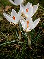 Crocus biflorus