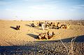 Thar Desert