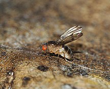 Drosophila mimica