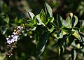 Duranta erecta