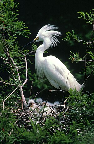 Χιονοτσικνιάς (Egretta thula)