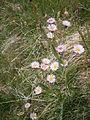 Erigeron alpinus