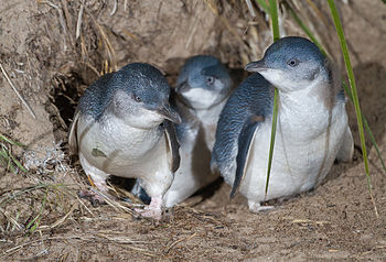 Little Penguins