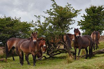 Exmoorpony's in Exmoor