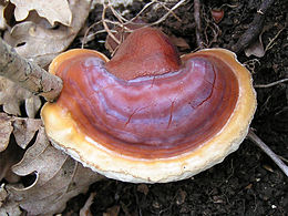 Pecsétviaszgomba (Ganoderma lucidum)