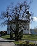 Winterlinde (Tilia cordata)