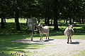 Parklandschaft mit freilaufenden Eseln