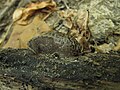 Arion fasciatus Tigerschnegel (Limax maximus)