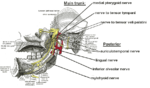 Mandibular nerve branches