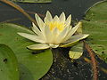 Nymphaea alba