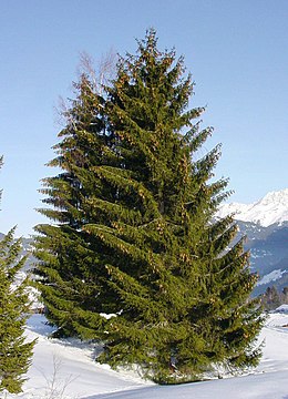 Közönséges lucfenyő (Picea abies)