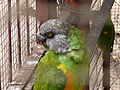 Mohrenkopfpapagei Senegal Parrot