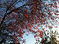 Red coloration of leaves in autumn