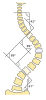 Bir insan omurga şeması, çeşitli omurlar arasında açı değerleri gösterilmiş.