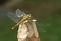 Lt. Chat mutmaßlich Sympetrum vulgatum