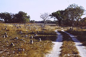 Termitenhügel in der Trockenzeit