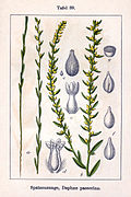 Botanical illustration