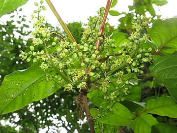 Male flowers