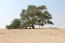 Schadscharat al-Haya (Baum des Lebens)