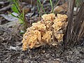 Unknown mushroom (Ramaria?); shot at Ku-Ring-Gai Chase NP, NSW, May 2010