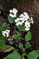 Ageratina adenophora