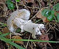 Amanita excelsa