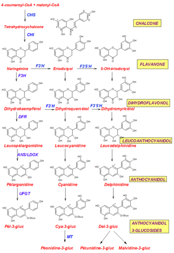 Biosynthese von Pelargonidin, Cyanidin und Delphinidin