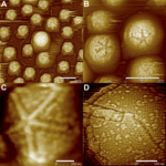 Rasterkraftmikroskop-Aufnahme der Sternstruktur von Mimivirus, Filamente entfernt