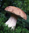 Boletus edulis in Tuchola Forest, Poland