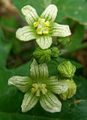 Flowers of Bryonia dioica