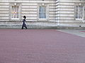 Guard at Buckingham Palace