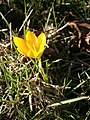 Crocus ancyrensis