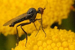 Empis syrovatkai