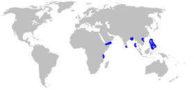 Range of the pygmy ribbontail catshark